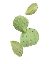 Image of Opuntia cactus pads falling on white background