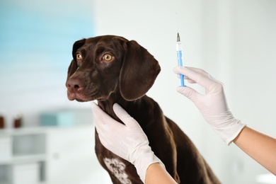 Photo of Professional veterinarian vaccinating dog in clinic, closeup
