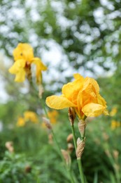 Photo of Beautiful blooming iris plants with yellow flowers growing in garden, space for text