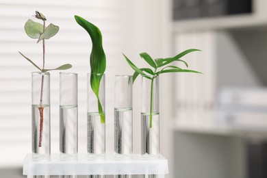 Test tubes with different plants in laboratory, closeup. Space for text