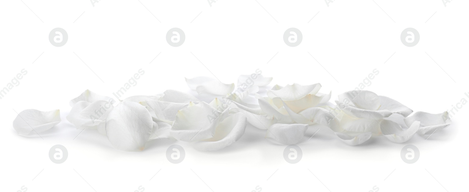 Photo of Beautiful rose flower petals on white background