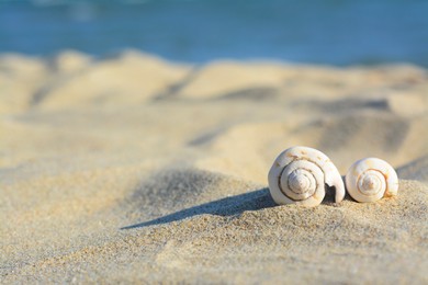 Beautiful seashells on sandy beach near sea, closeup. Space for text