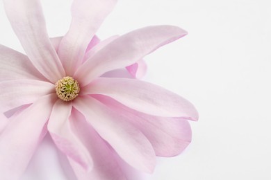 Photo of Beautiful pink magnolia flower isolated on white, closeup