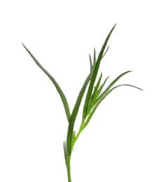 Photo of One sprig of fresh tarragon on white background