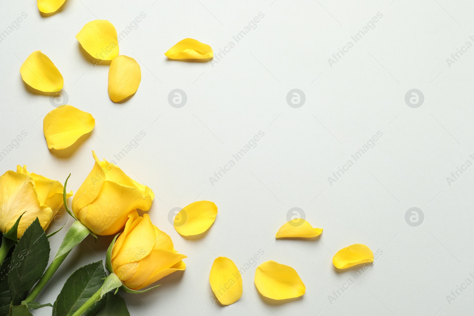 Photo of Beautiful yellow roses and petals on light grey background, flat lay. Space for text