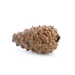 Photo of Fresh young conifer cone isolated on white