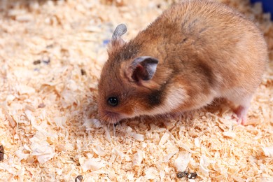 Photo of Cute little hamster on sawdust, closeup view