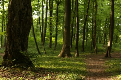 Photo of Beautiful trees, pathway and green grass in forest