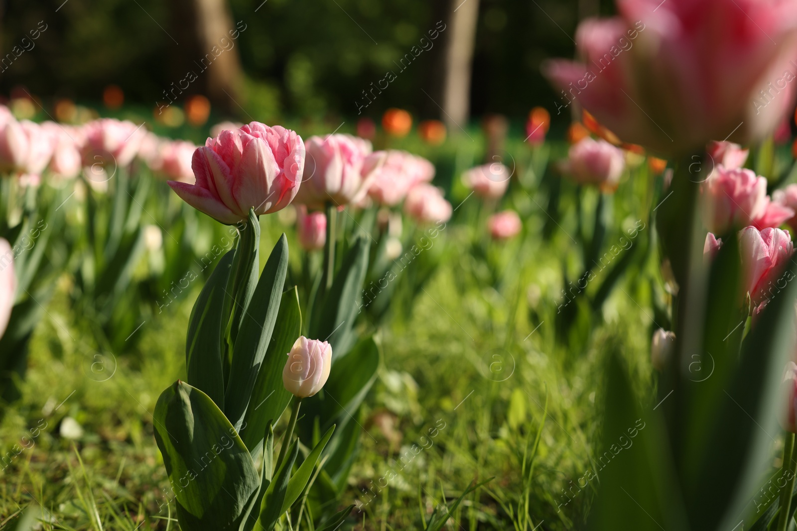 Photo of Beautiful pink tulips growing outdoors on sunny day, closeup