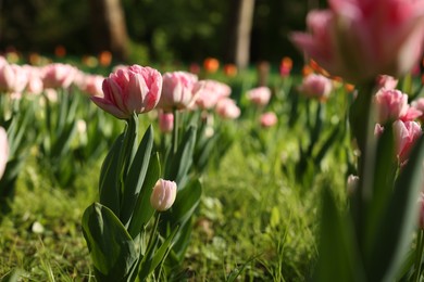 Photo of Beautiful pink tulips growing outdoors on sunny day, closeup