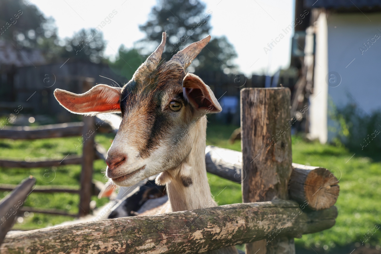 Photo of Cute goat inside of paddock at farm