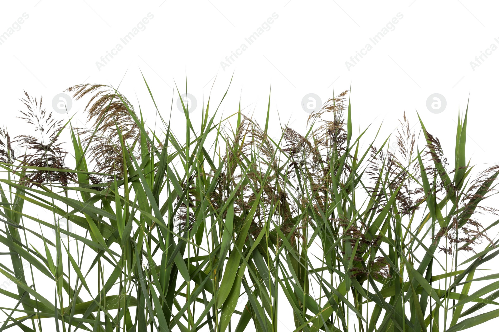 Photo of Beautiful reeds with lush green leaves and seed heads on white background, closeup