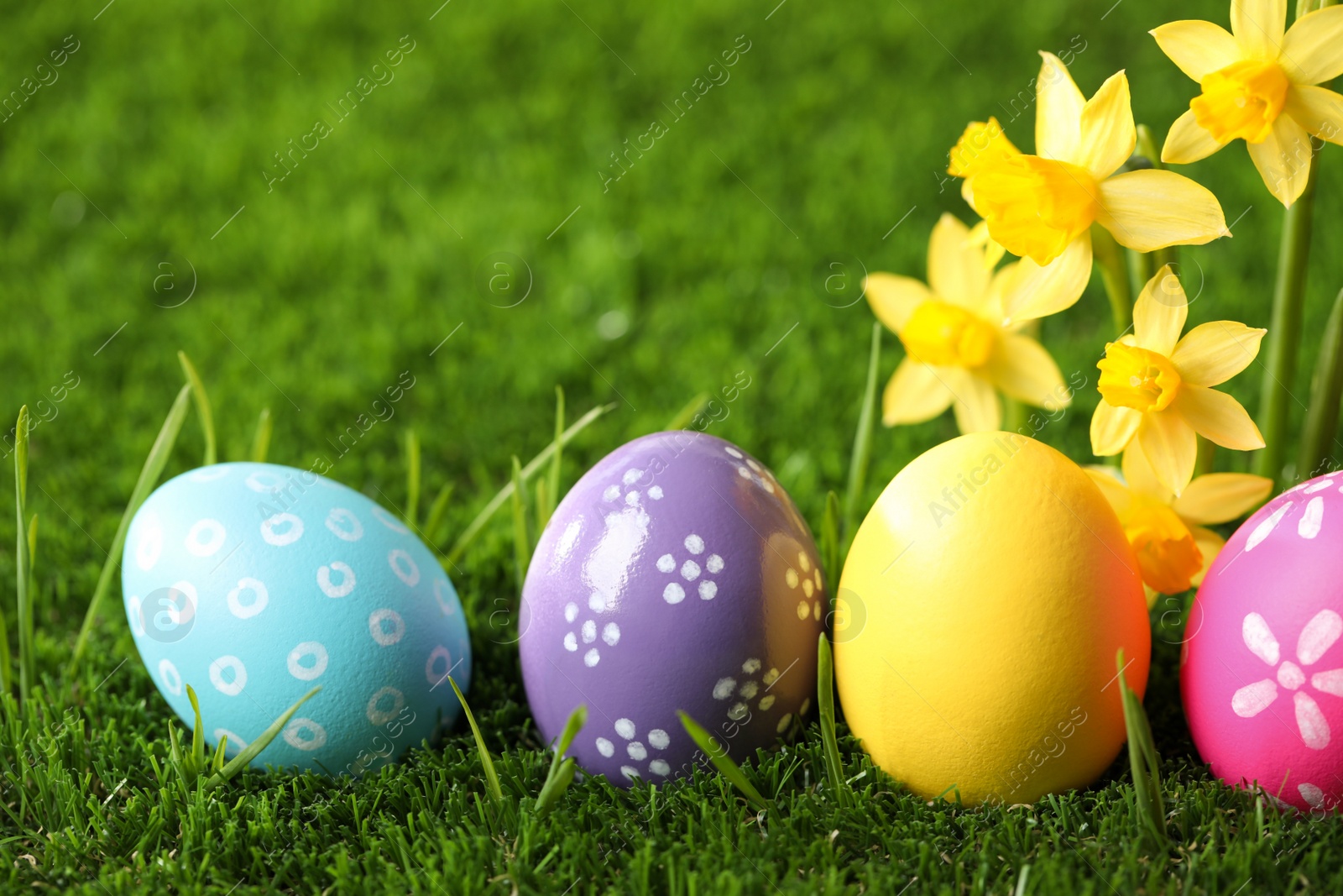 Photo of Colorful Easter eggs and daffodil flowers in green grass, closeup