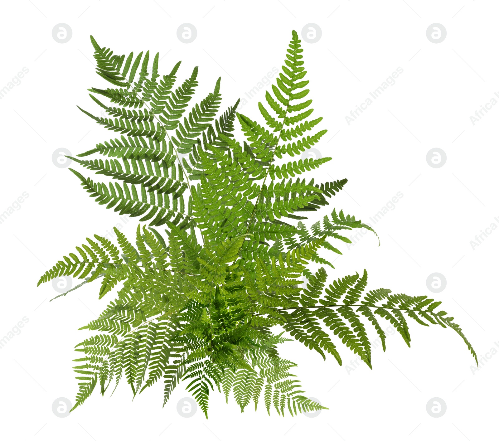 Image of Beautiful tropical fern leaves on white background