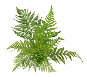 Image of Beautiful tropical fern leaves on white background