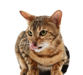 Cute Bengal cat on white background. Adorable pet