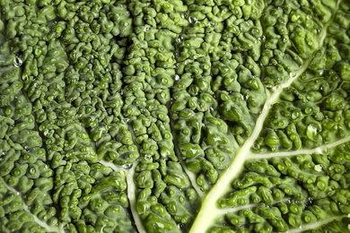 Photo of Green leaf of savoy cabbage as background, closeup