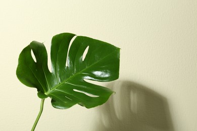 Green monstera leaf on beige background. Space for text