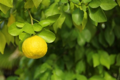 Photo of Fresh ripe trifoliate orange growing on tree outdoors, closeup. Space for text