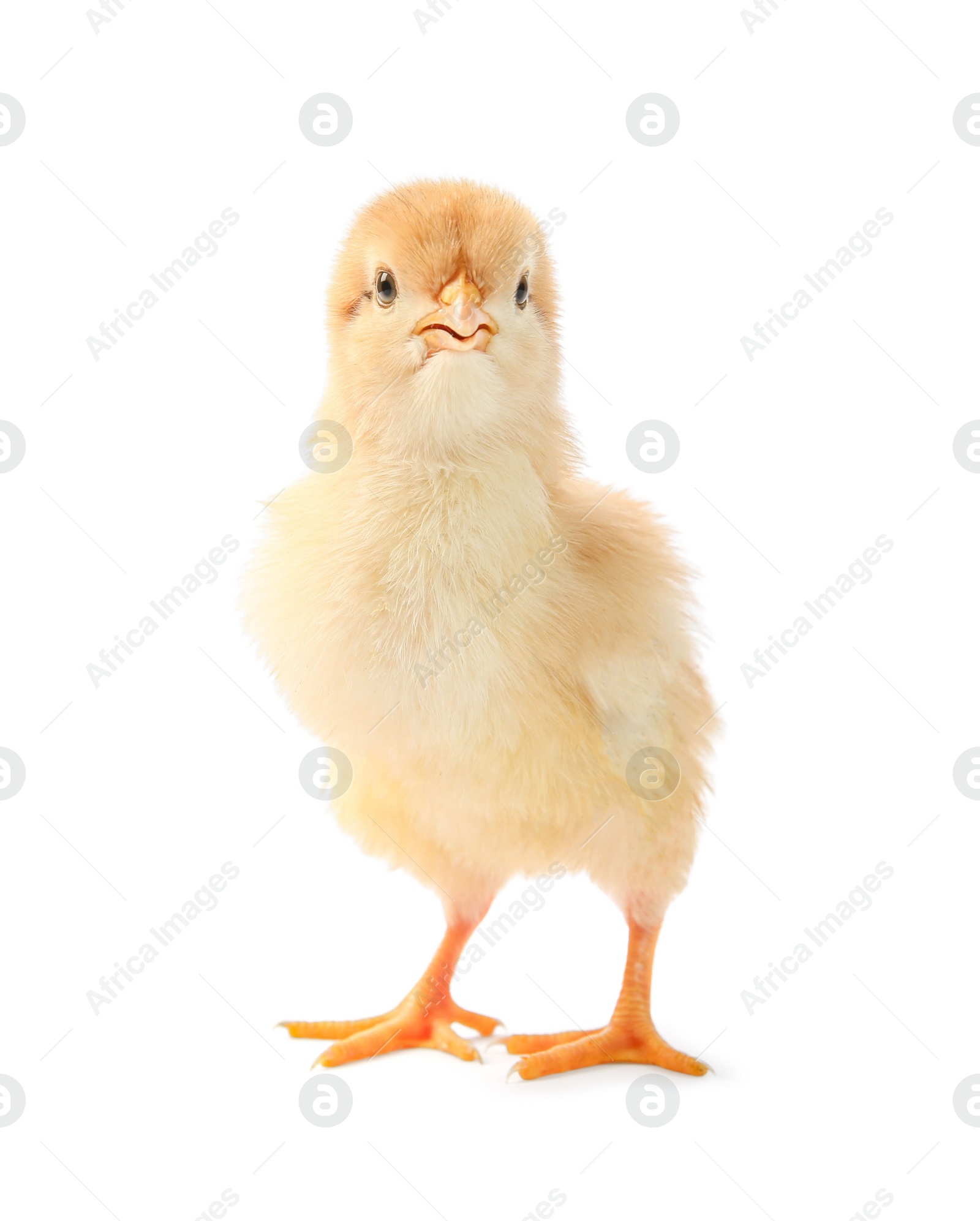 Photo of One cute chick isolated on white. Baby animal