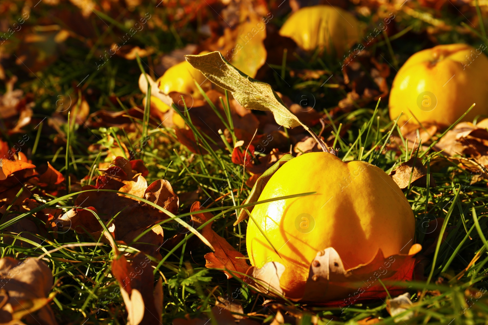 Photo of Fresh quince and fallen leaves on green grass outdoors, closeup. Space for text