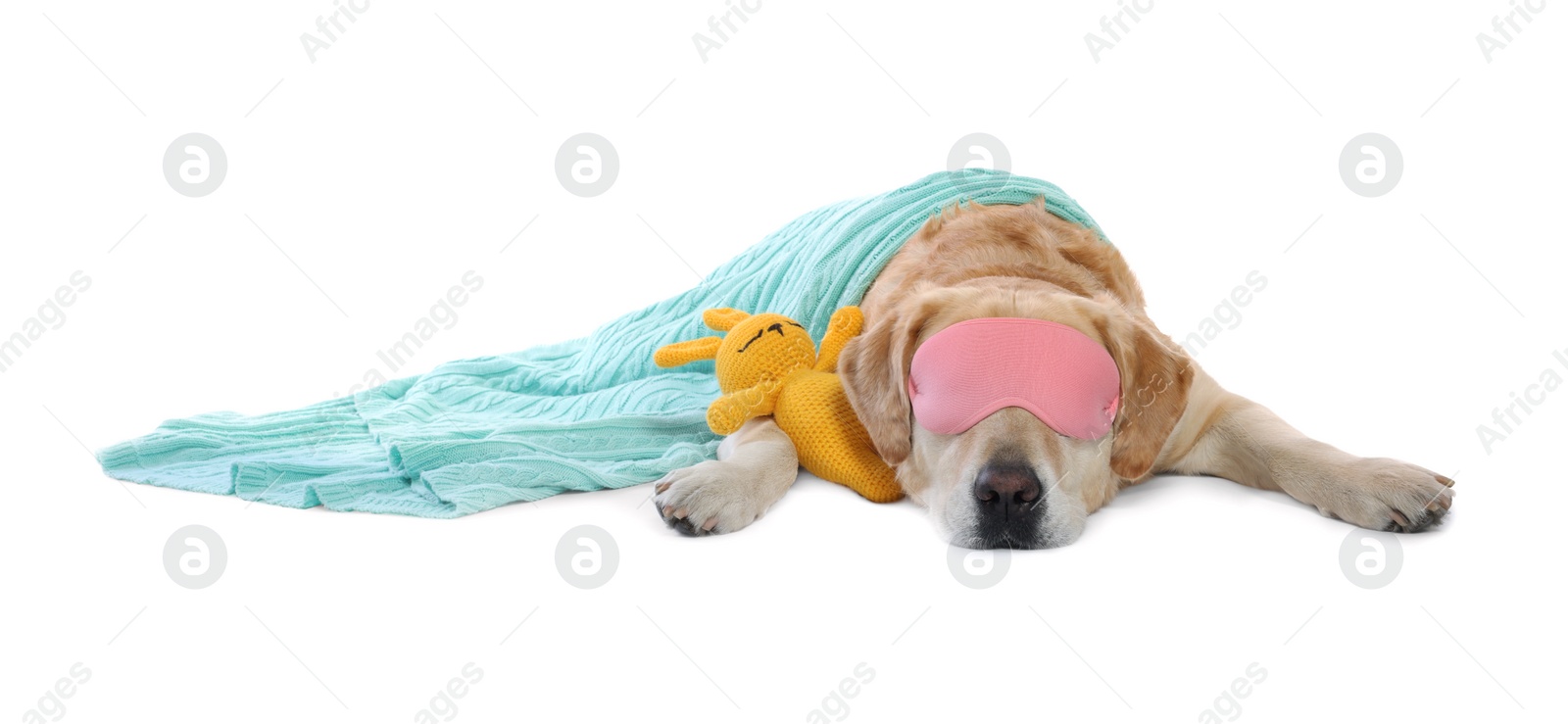 Photo of Cute Labrador Retriever with sleep mask and crocheted bunny under blanket resting on white background