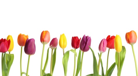 Photo of Beautiful bright tulips on white background. Spring flowers