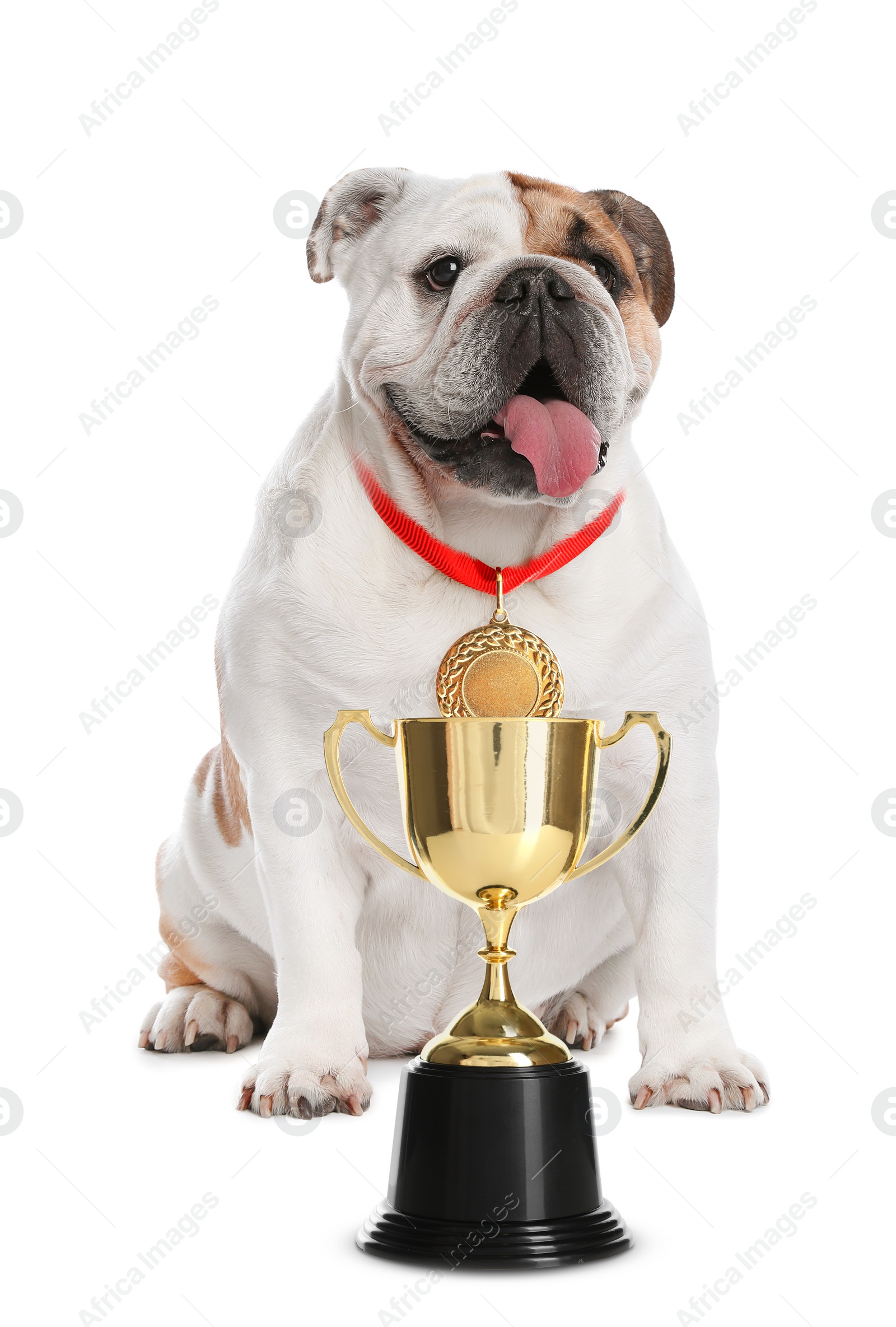 Image of Cute English bulldog with gold medal and trophy cup on white background