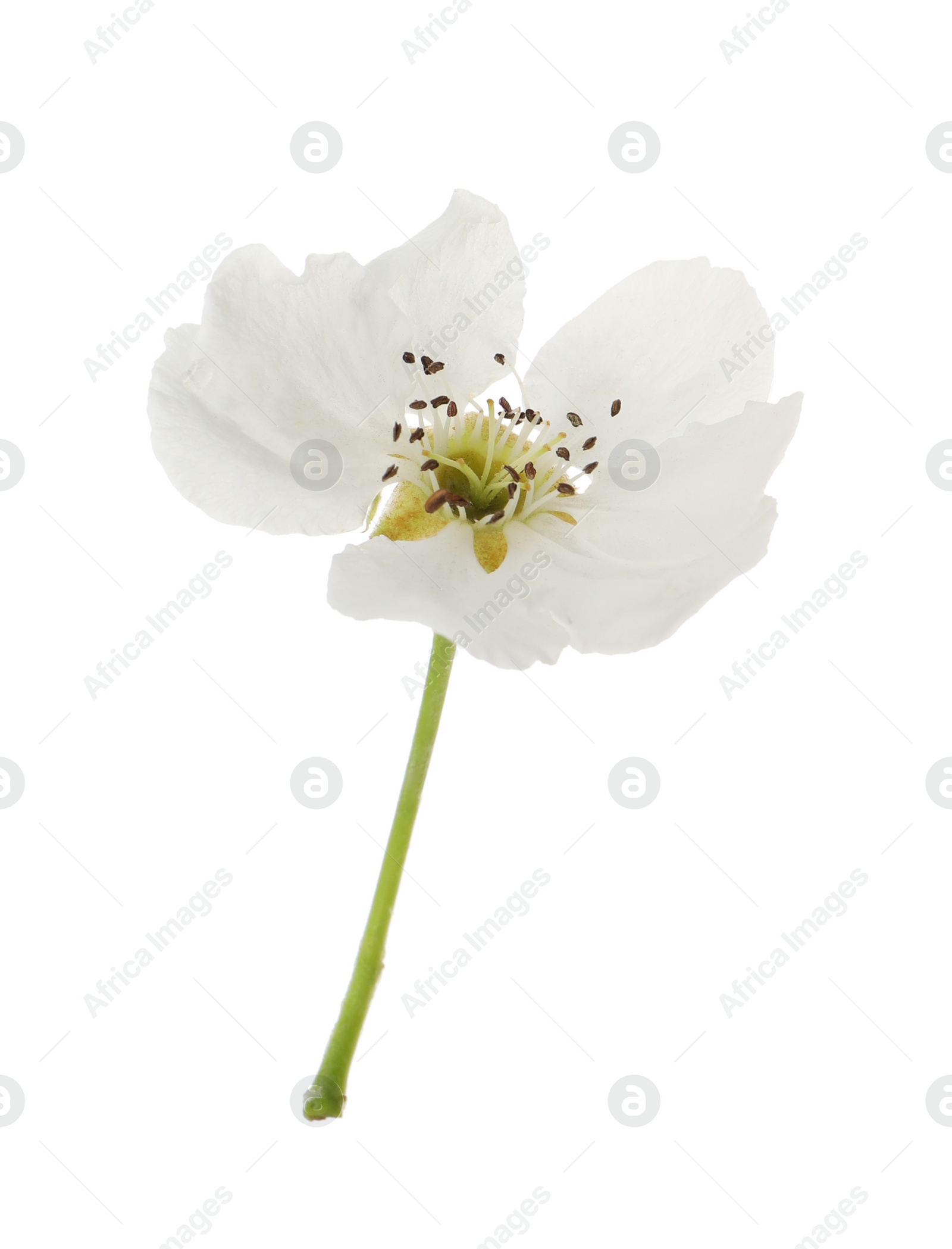 Photo of Beautiful flower of blossoming pear tree on white background