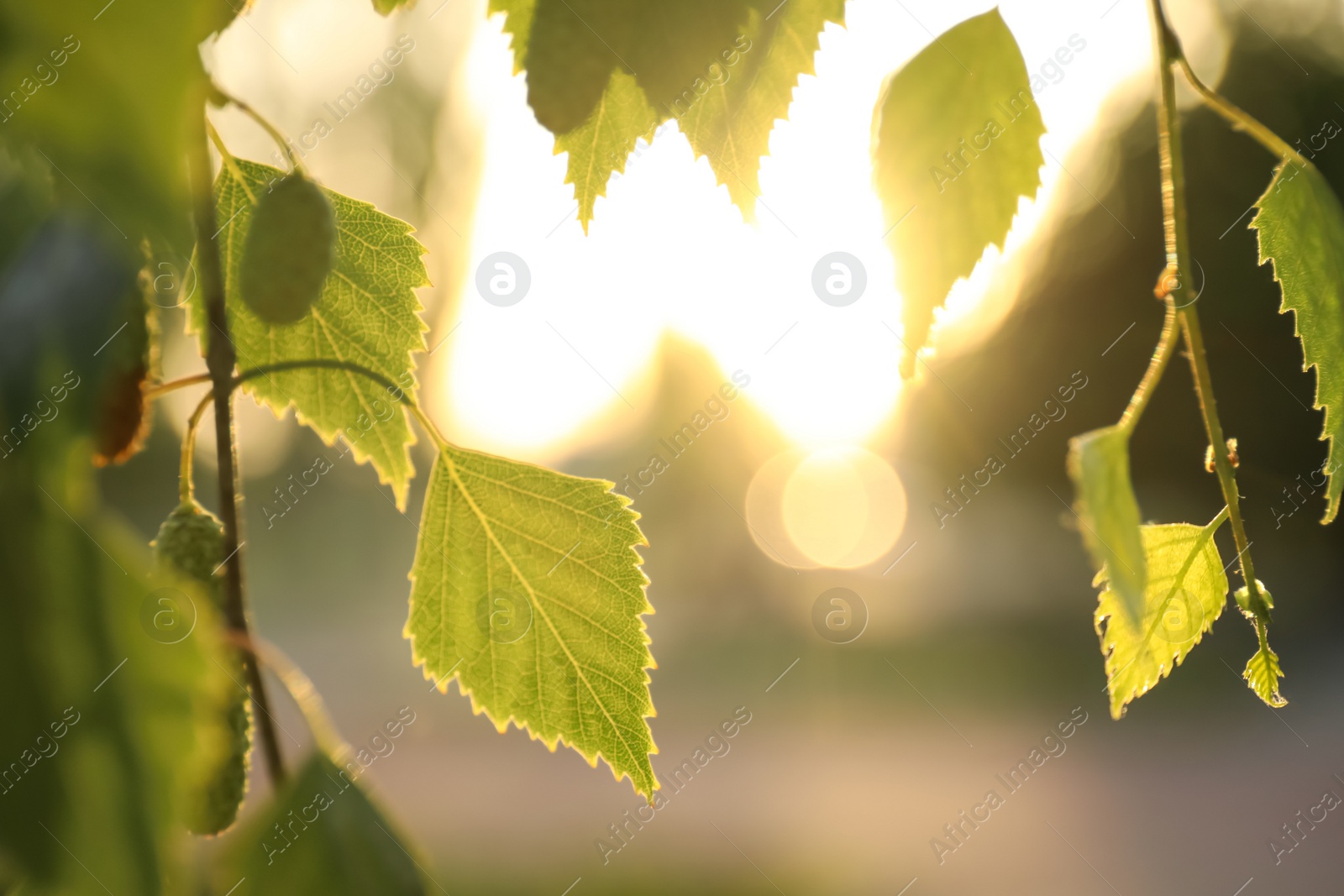 Photo of Closeup view of birch tree with young fresh green leaves outdoors on spring day