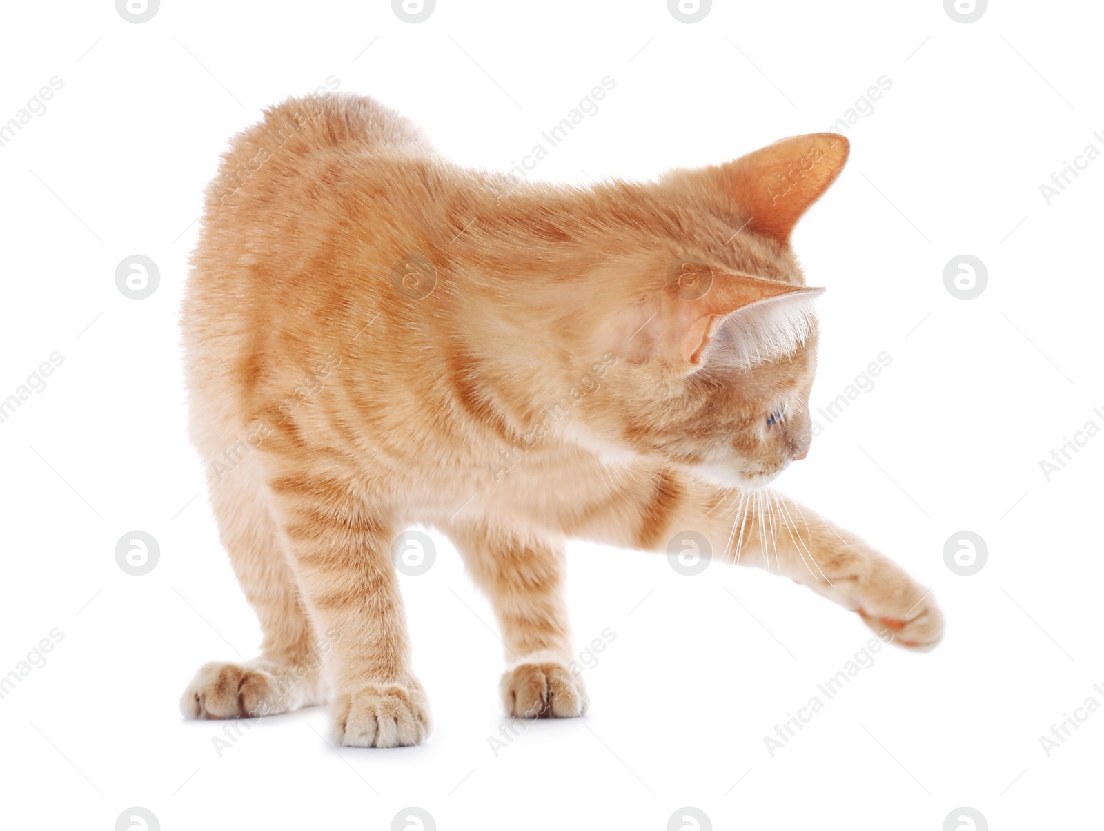 Photo of Adorable yellow tabby cat on white background