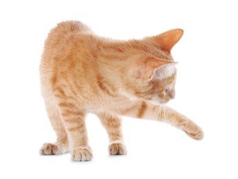 Adorable yellow tabby cat on white background