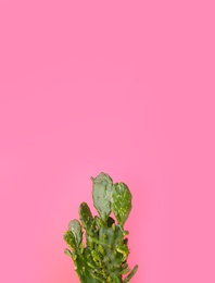 Beautiful cactus on color background