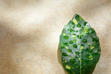 Leaf with water drops on beige background, top view. Space for text