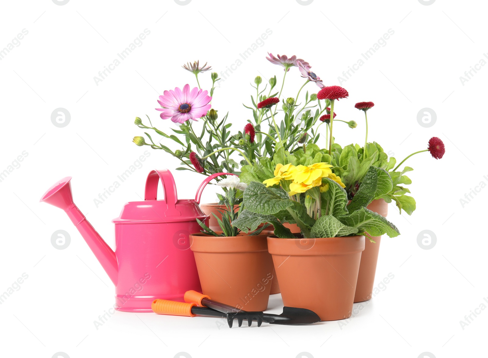 Photo of Potted blooming flowers and gardening equipment on white background