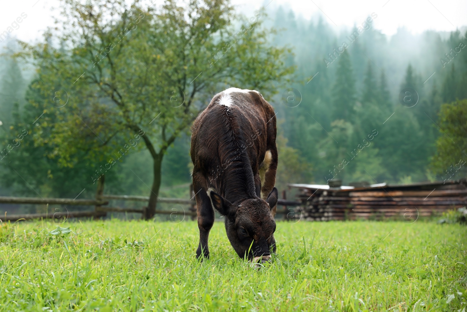 Photo of Brown and white calf on green pasture in summer. Cow farm