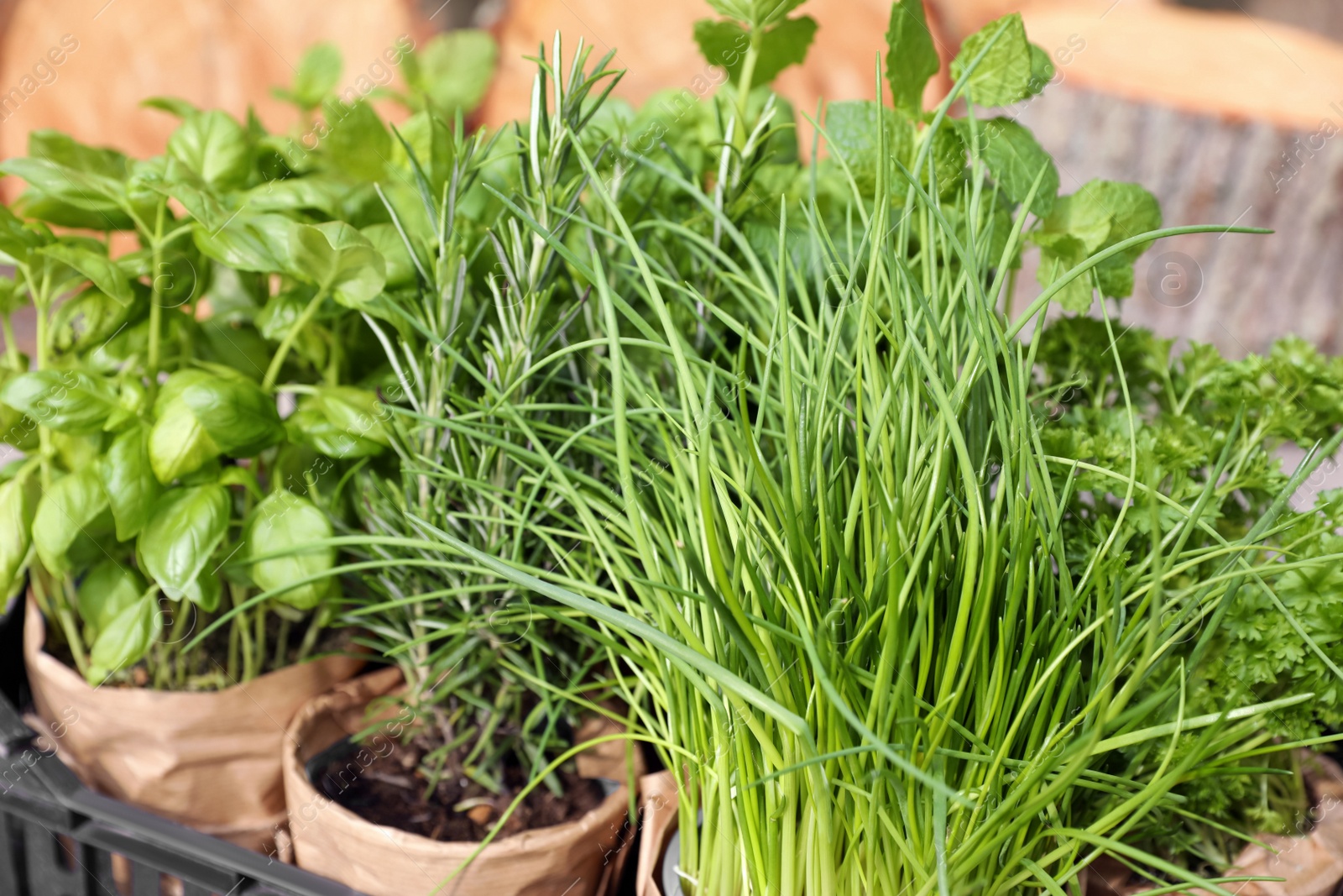 Photo of Different aromatic potted herbs in crate, closeup