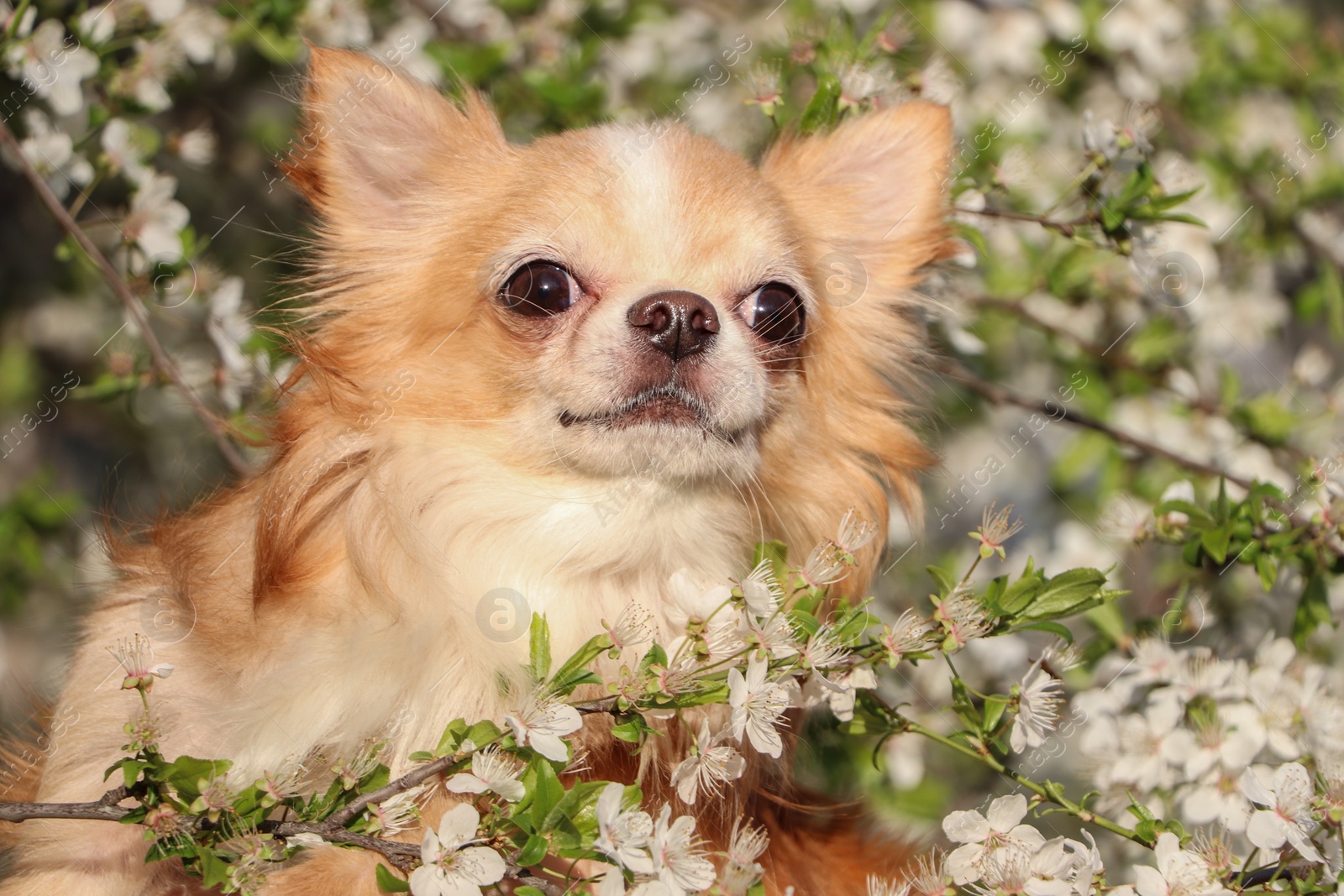 Photo of Cute fluffy Chihuahua dog near blossoming bush outdoors