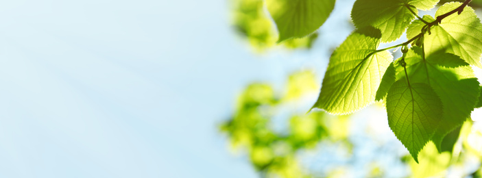 Tree branch with green leaves on sunny day. Springtime