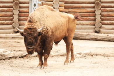 Photo of American bison in zoo enclosure. Wild animal