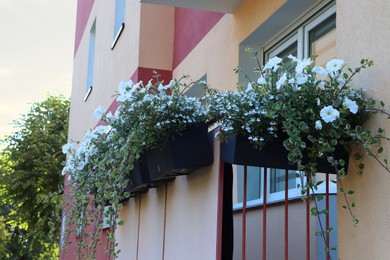 Photo of Balcony decorated with beautiful blooming potted plants