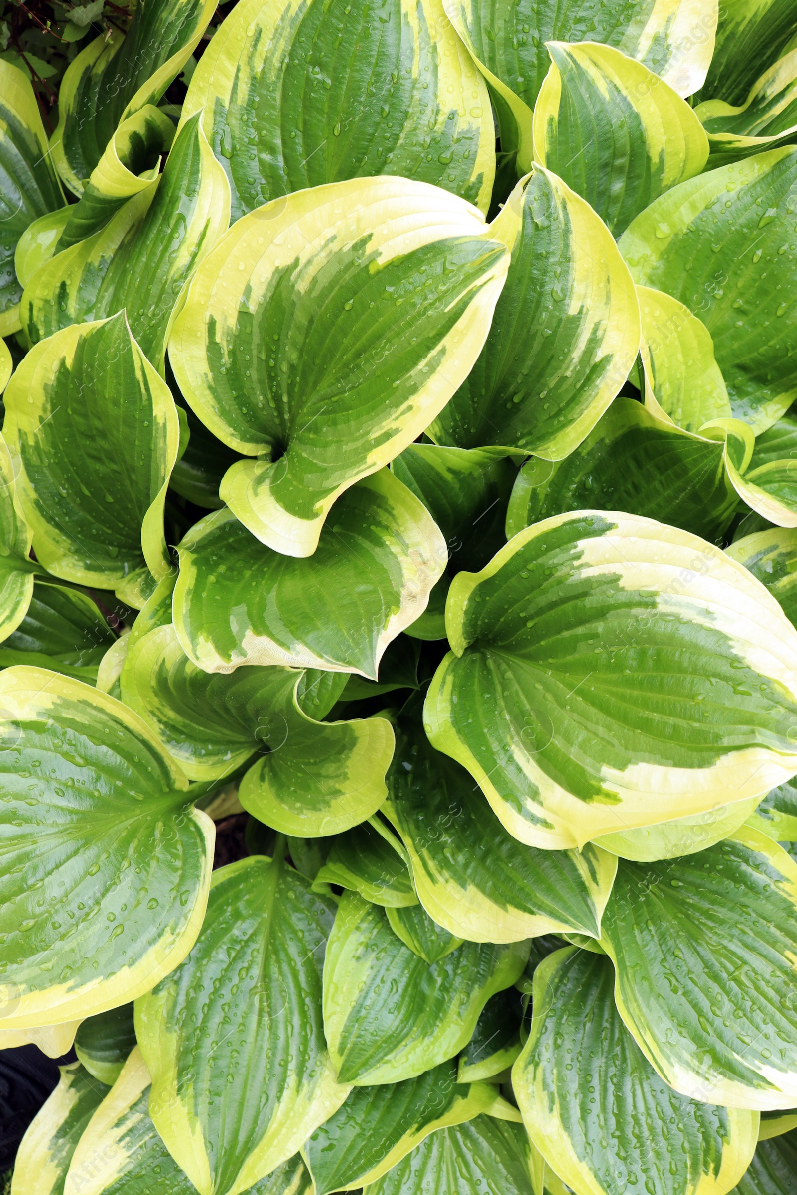 Photo of Beautiful dieffenbachia with wet green leaves as background