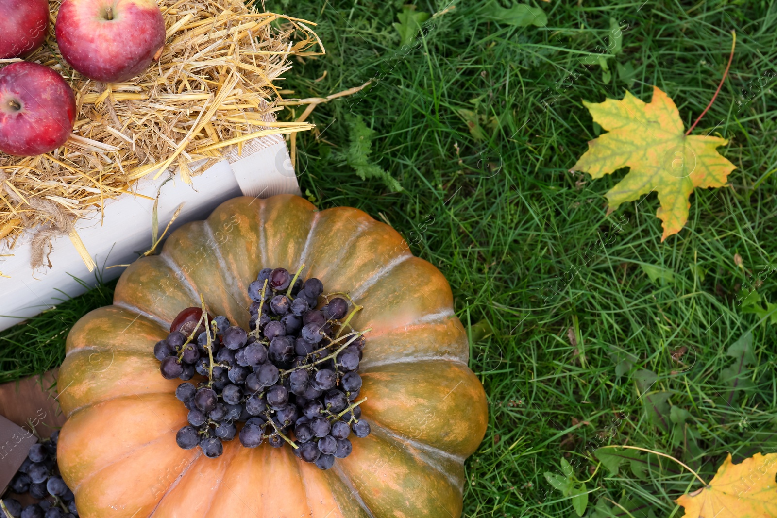 Photo of Pumpkin, grapes and apples on green grass, above view with space for text. Autumn harvest