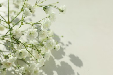 Beautiful gypsophila plant on white background, closeup. Space for text