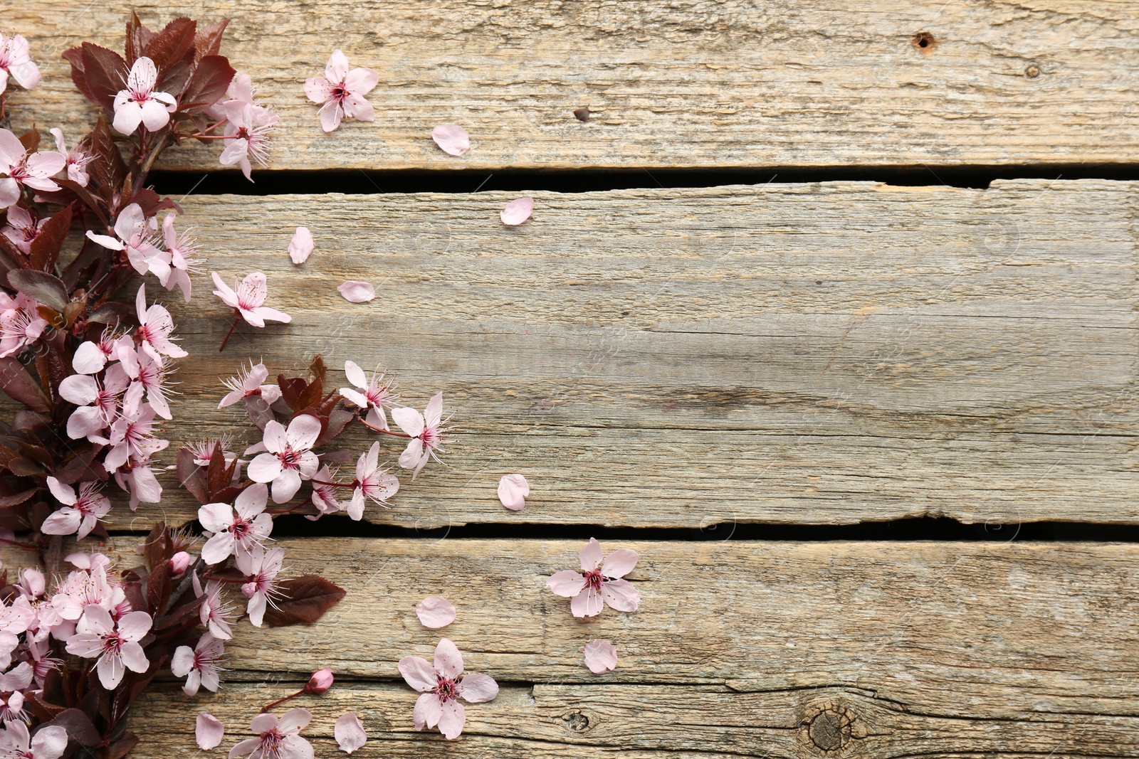 Photo of Spring branch with beautiful blossoms, petals and leaves on wooden table, top view. Space for text