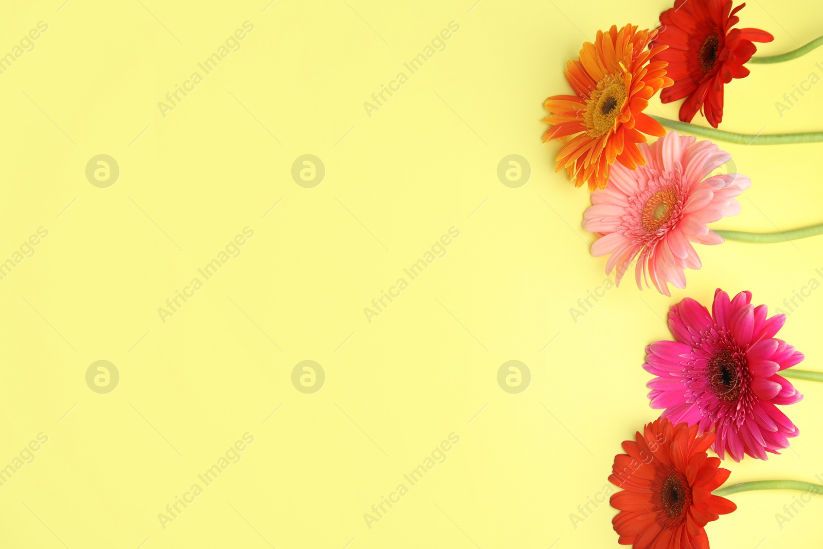 Photo of Flat lay composition with beautiful bright gerbera flowers on color background. Space for text