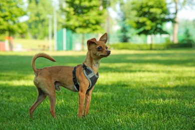 Photo of Cute Chihuahua on green grass outdoors, space for text. Dog walking