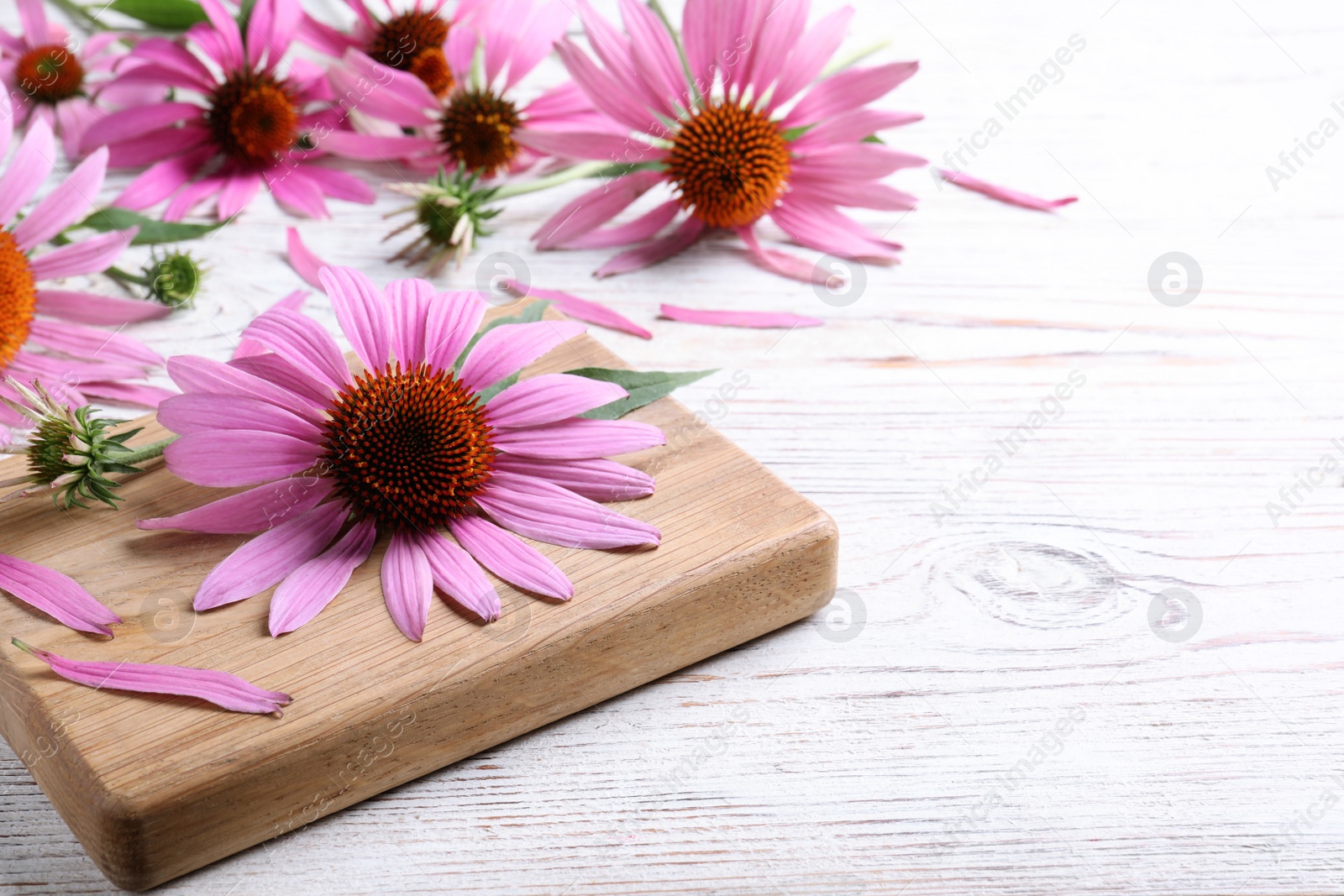 Photo of Beautiful echinacea flowers on white wooden table, space for text