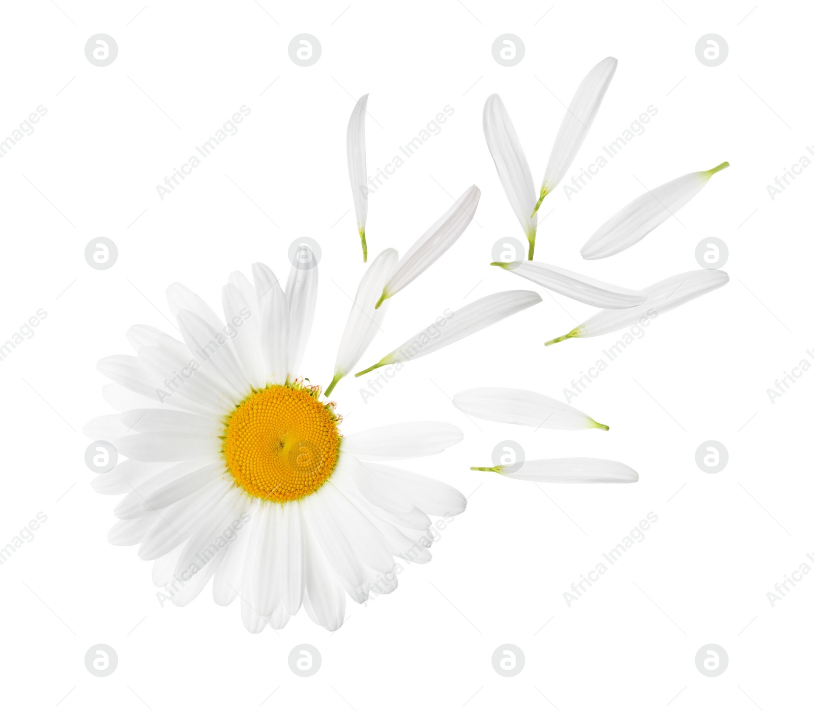 Image of Chamomile flower with flying petals on white background