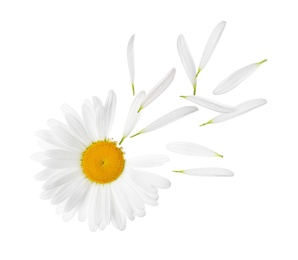 Image of Chamomile flower with flying petals on white background